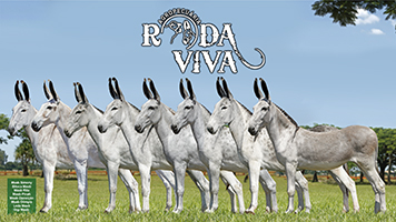 rodaviva-categoria-MOBILE